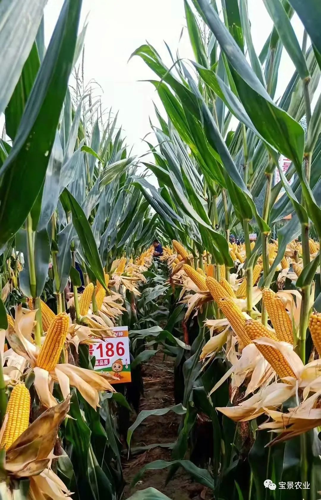 1648797214121407.jpg 06.jpg