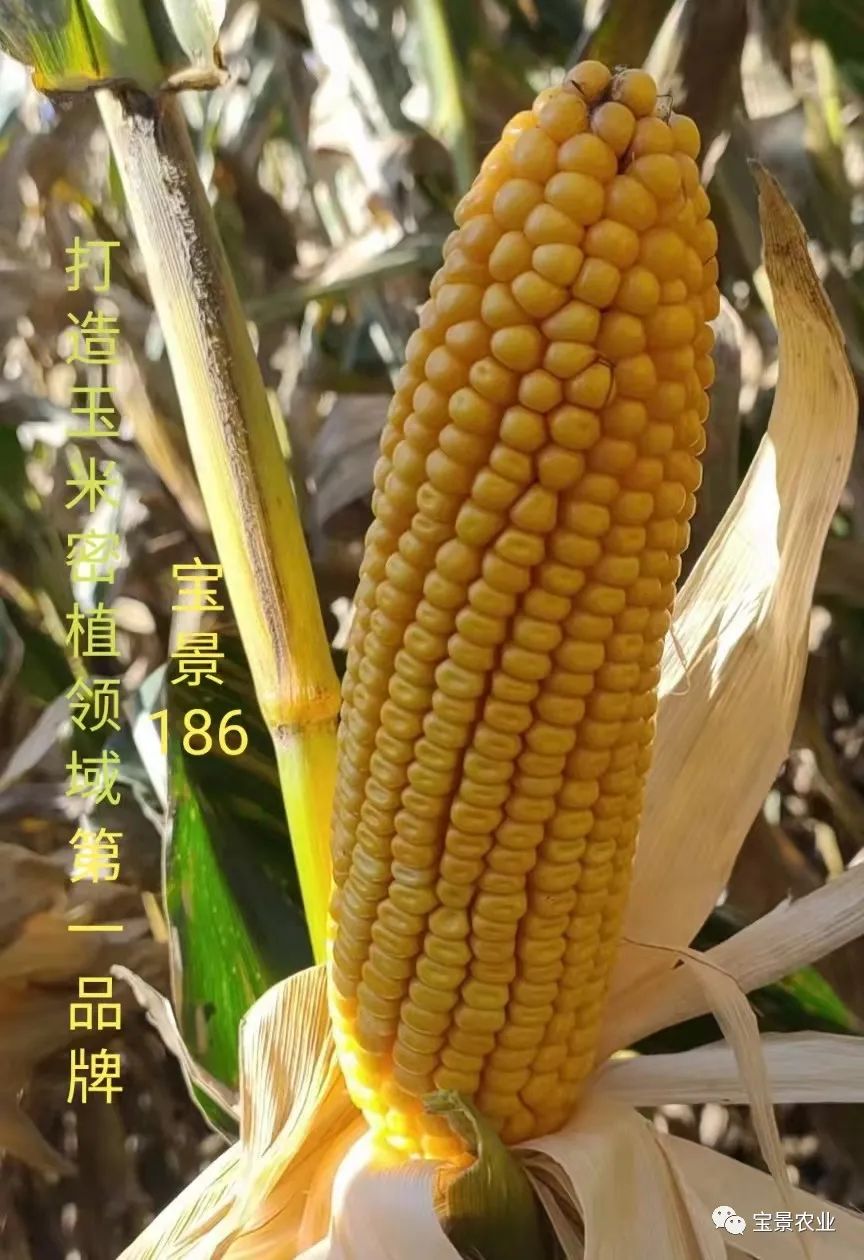 1648797327467491.jpg 12.jpg