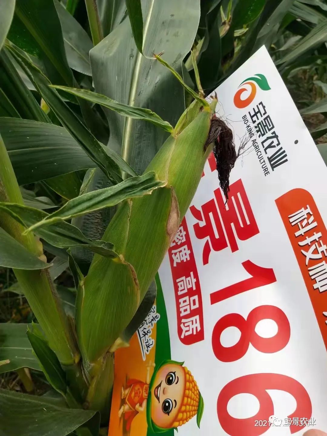 1648797384943676.jpg 15.jpg